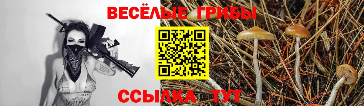 Псилоцибиновые грибы Psilocybe Торжок